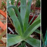 Aloe sp nov. ex Lomatophyllum La Reunion ©JLcoll.2465.jpg